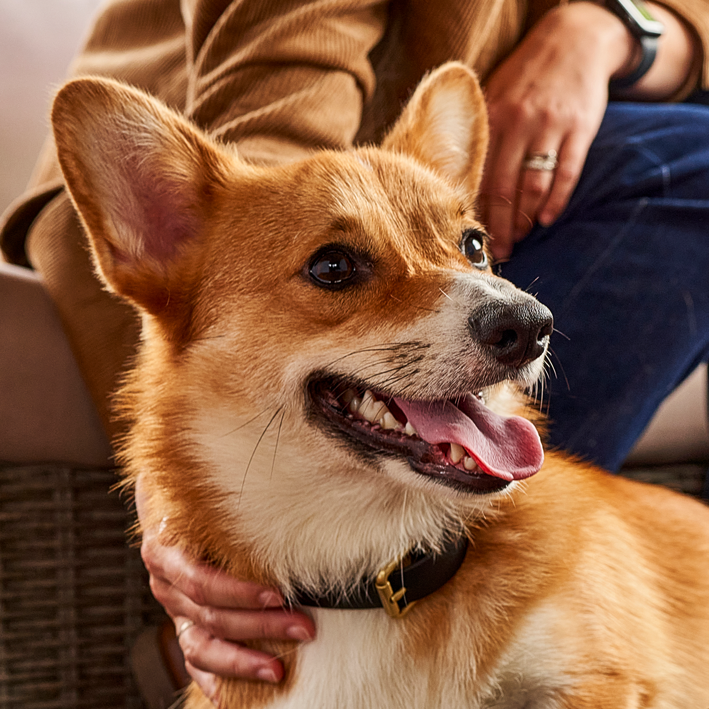 Collier luxe imperméable pour chien