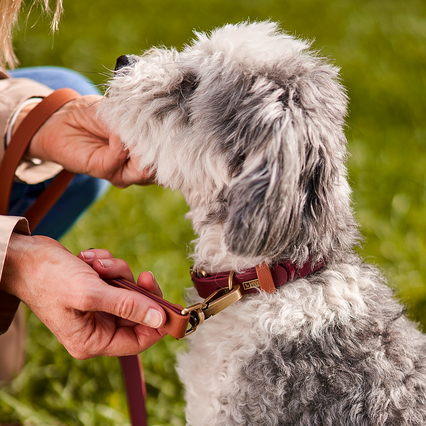 Collier luxe imperméable pour chien