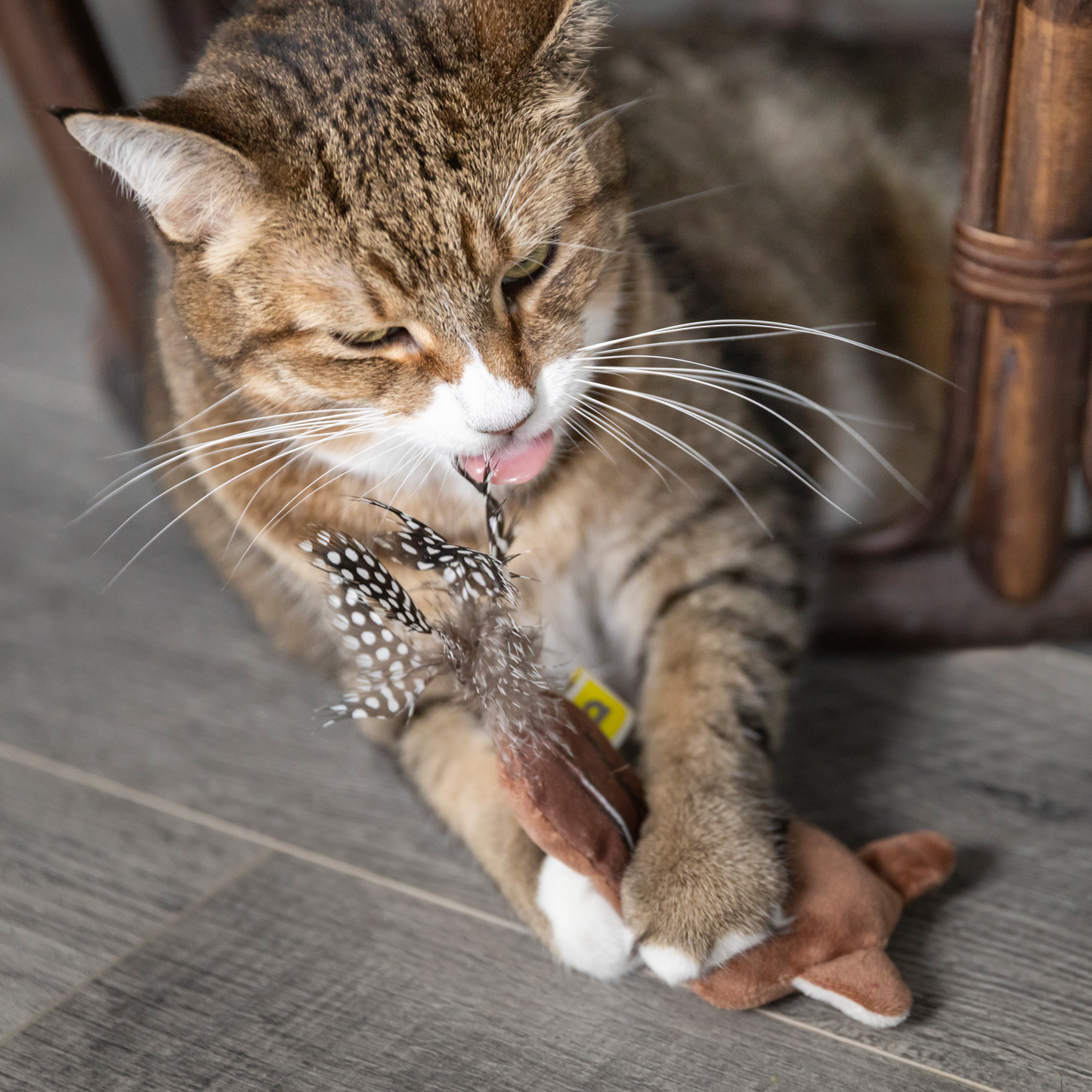 Plush toy for cat, chipmunk style