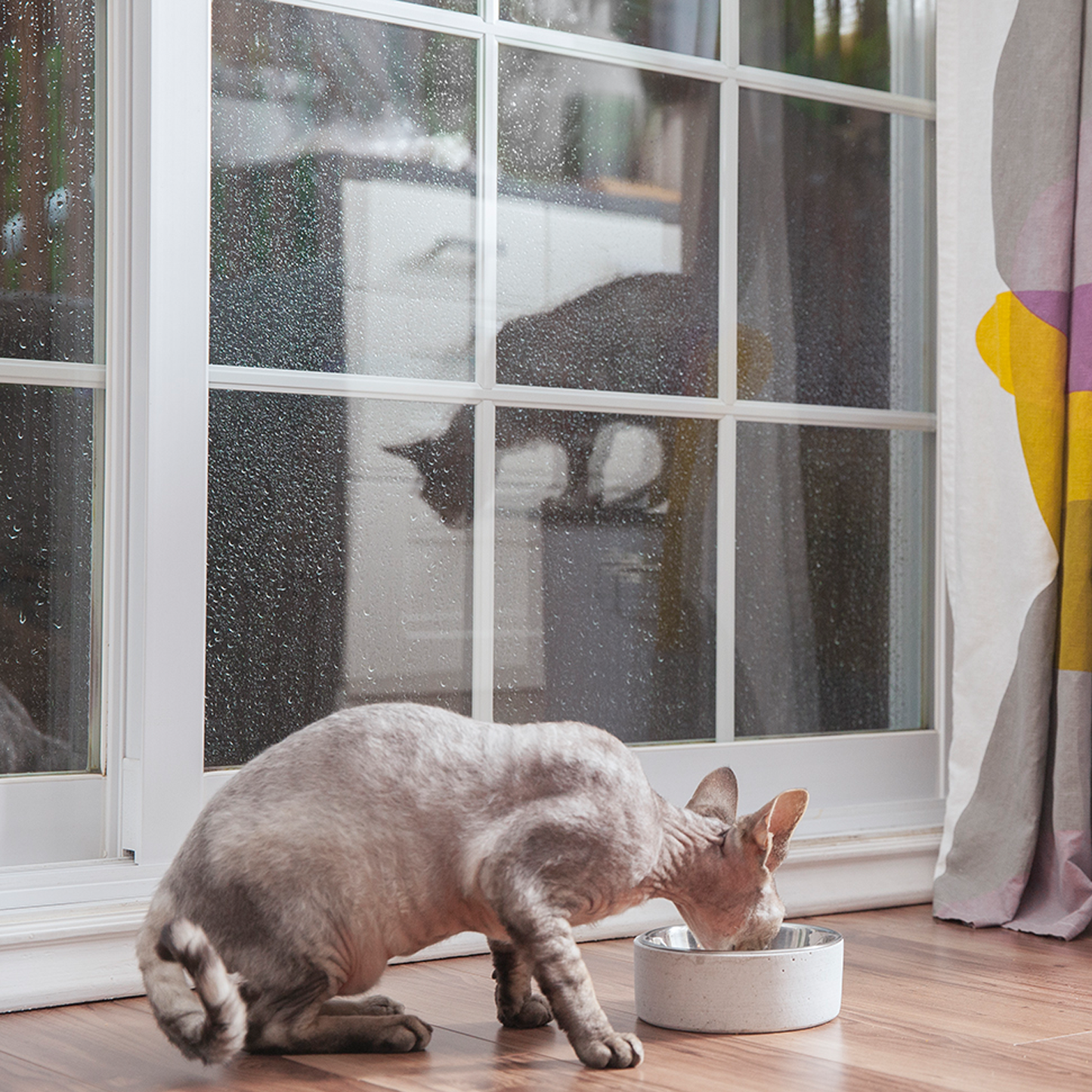 Concrete bowl for pet, gray