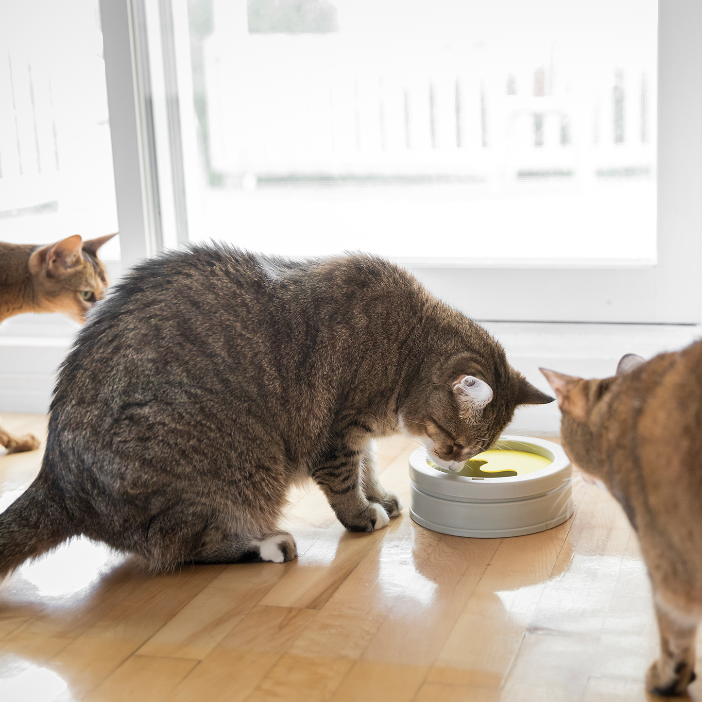 Intellikatt award winning interactive cat bowl