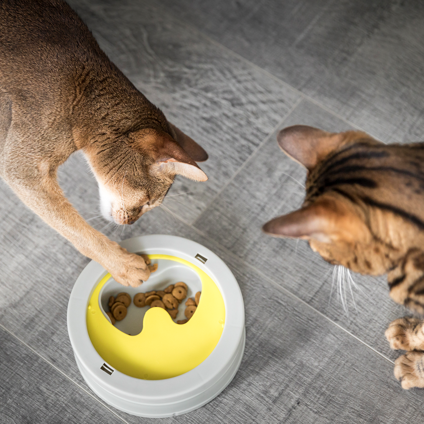 Intellikatt award winning interactive cat bowl