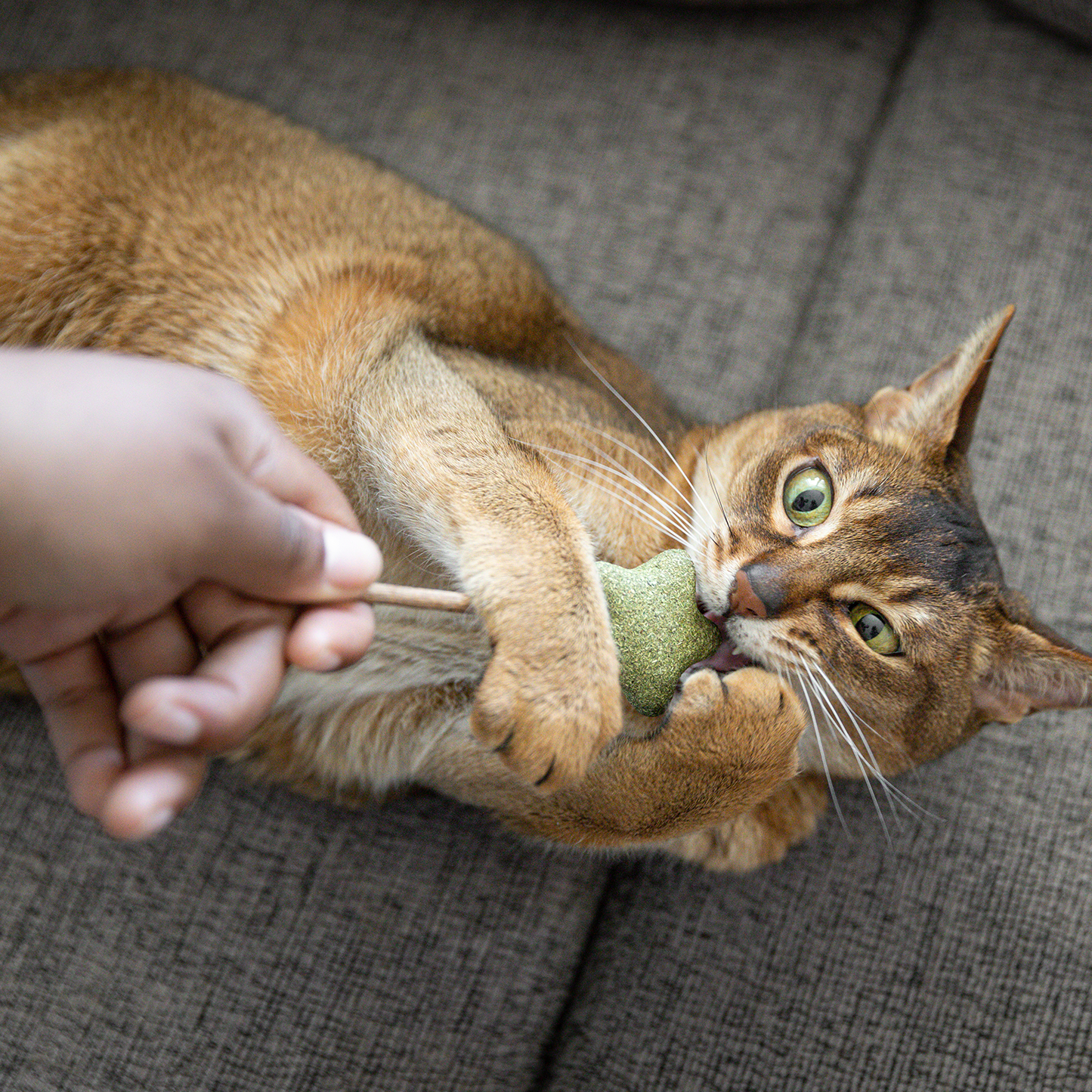 Matatabi toy for cat