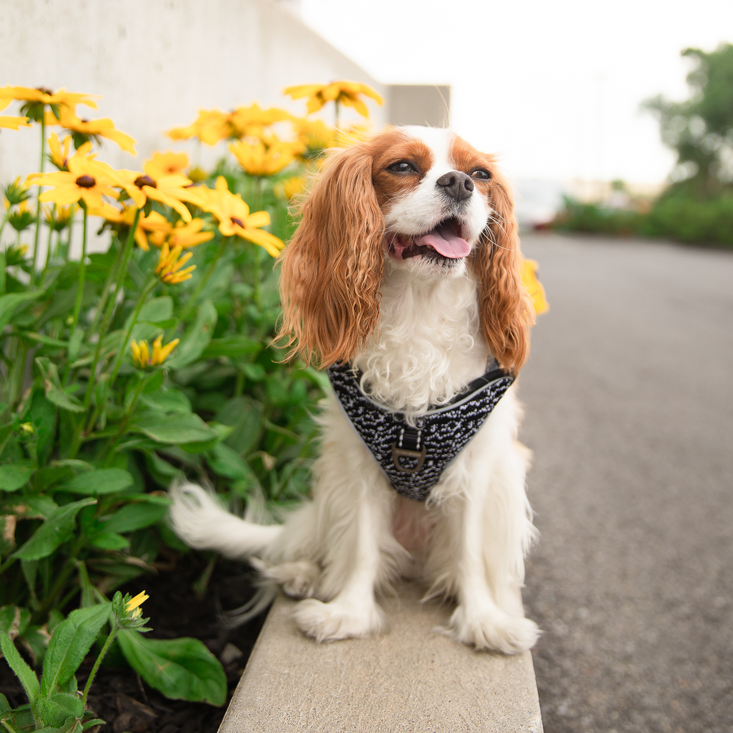 Mesh comfy harness for dog, black