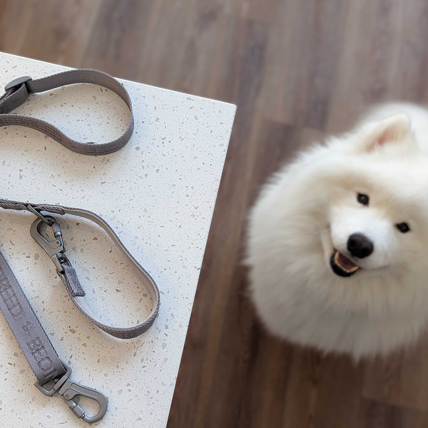 Adjustable nylon dog leash, gray