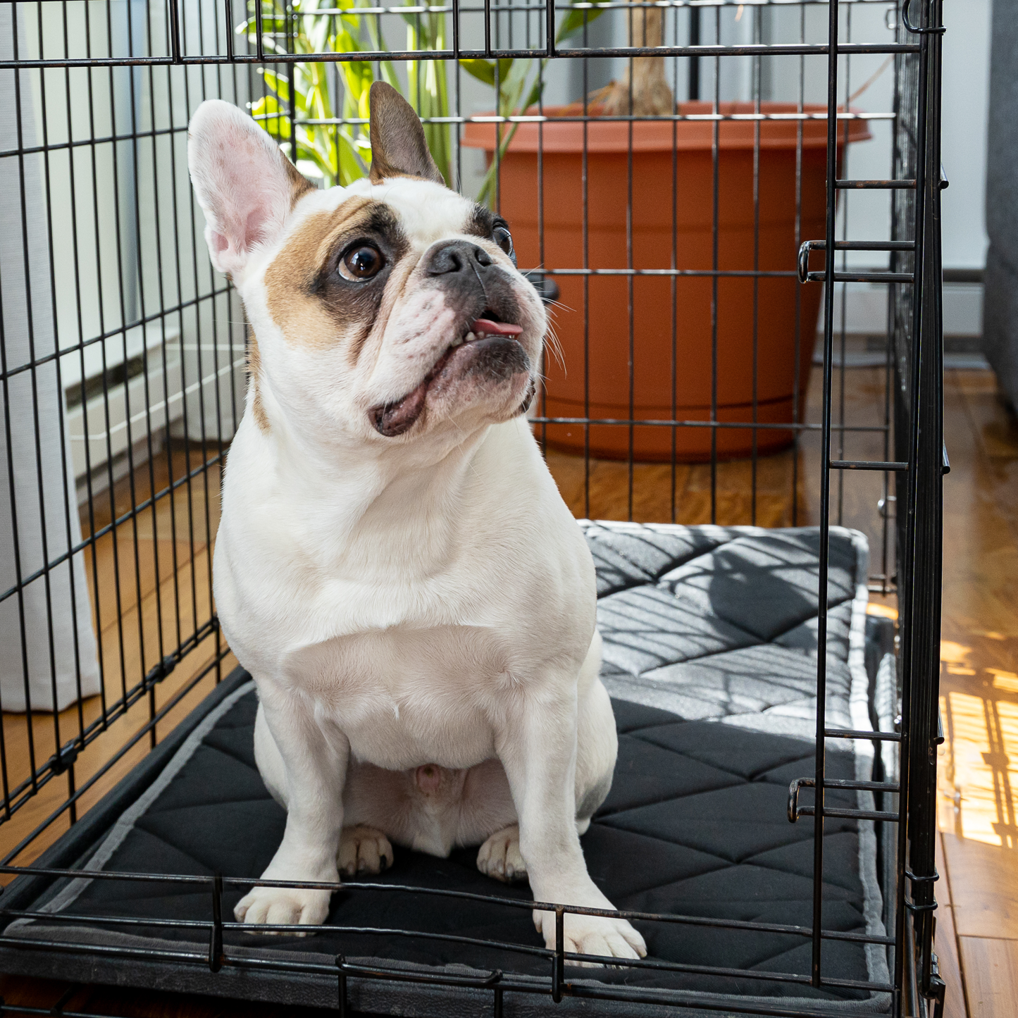 Crate mat bed for dog, dark gray