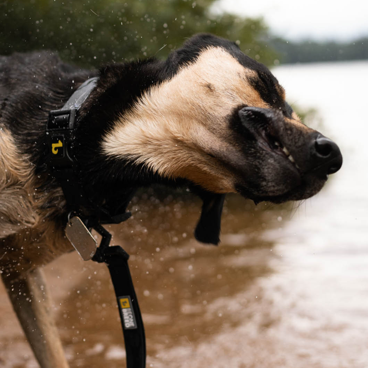 Silicone collar for dog, all black style