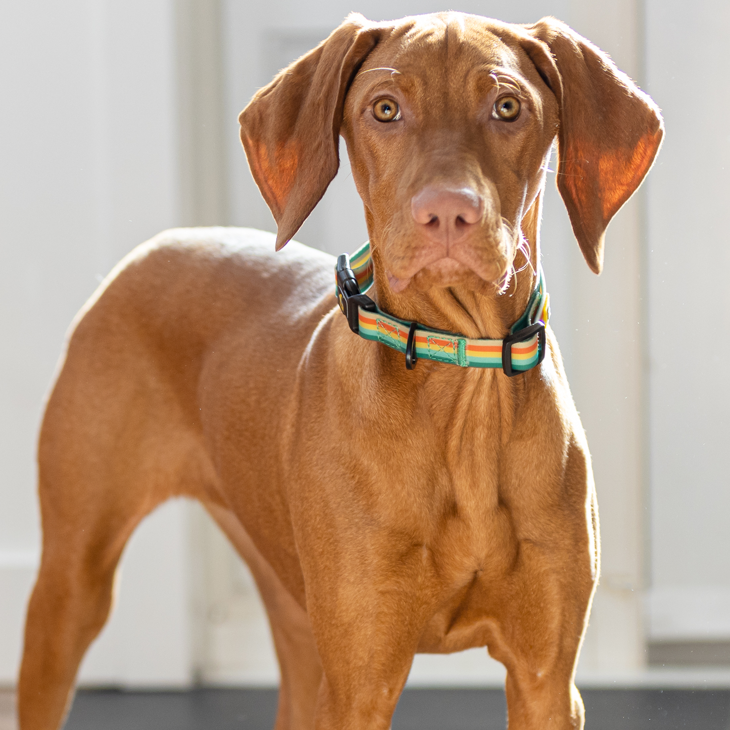 Silicone collar for dog, nomad style