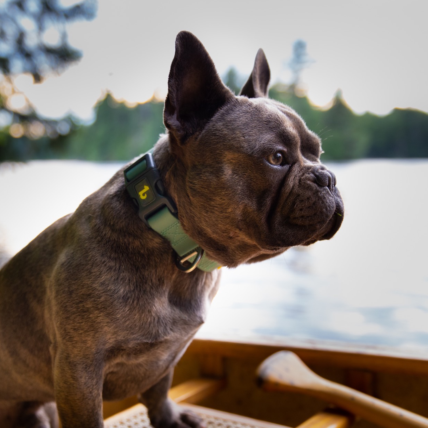 Silicone collar for dog, sage style