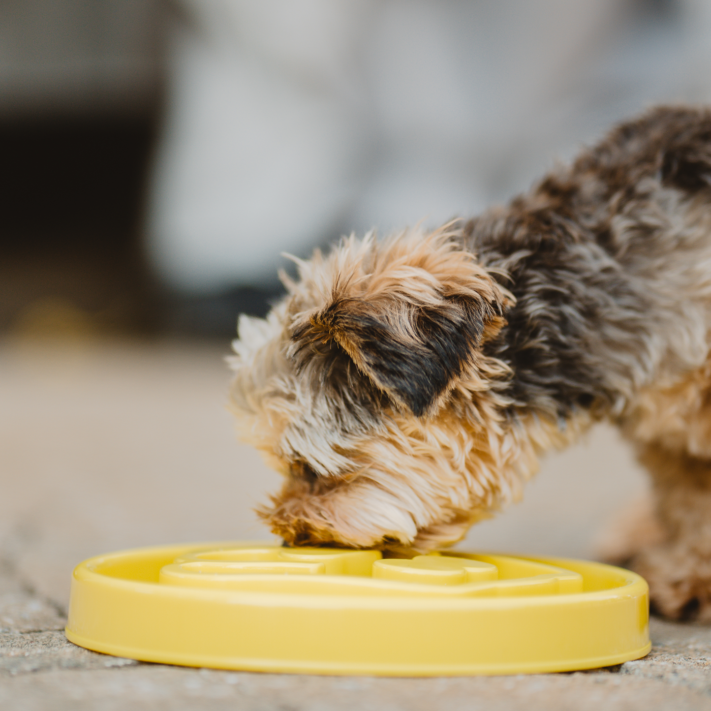 Interactive slow feeder bowl for dog, beginner level