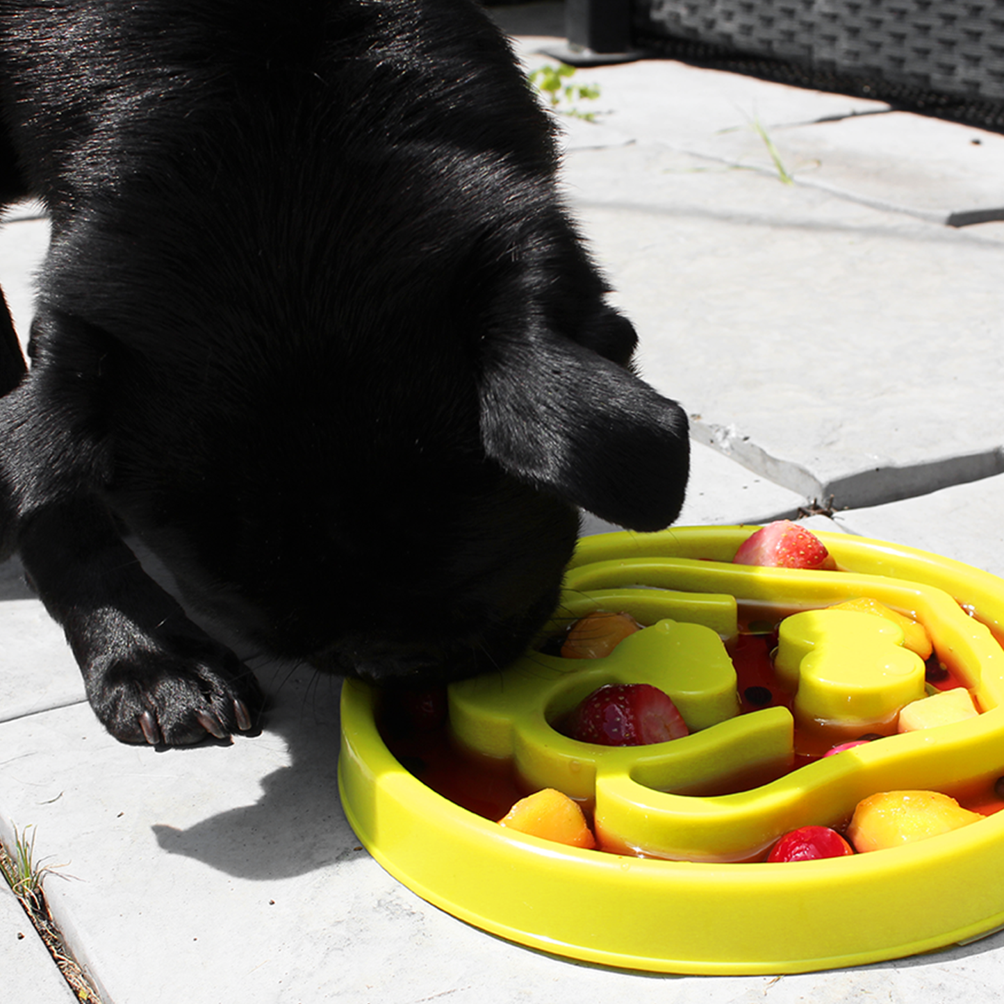 Interactive slow feeder bowl for dog, beginner level