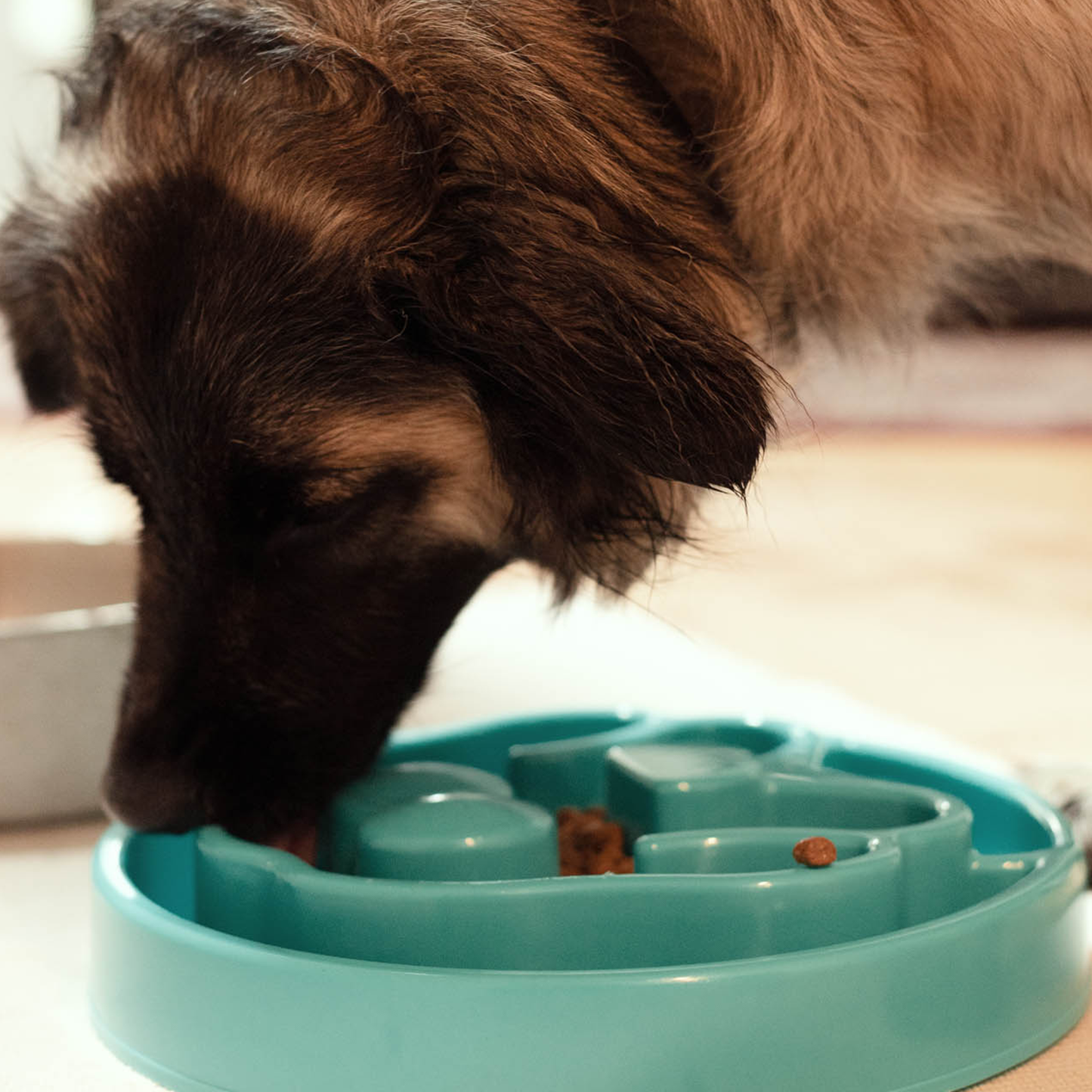 Interactive slow feeder bowl for dog, intermediate level