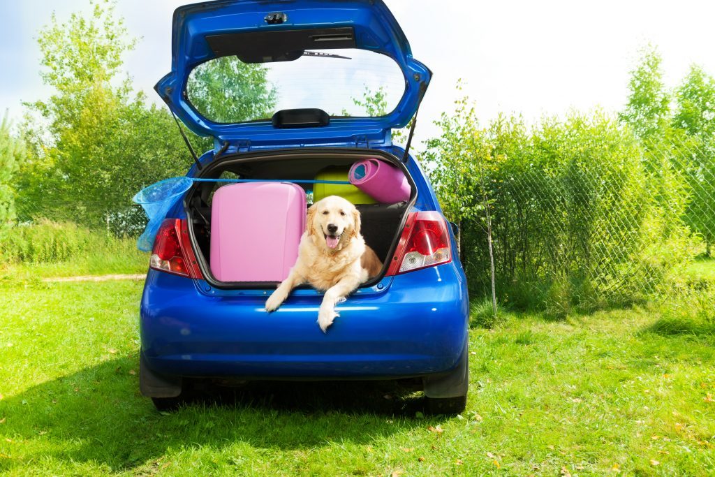 TRAVELLING WITH YOUR DOG