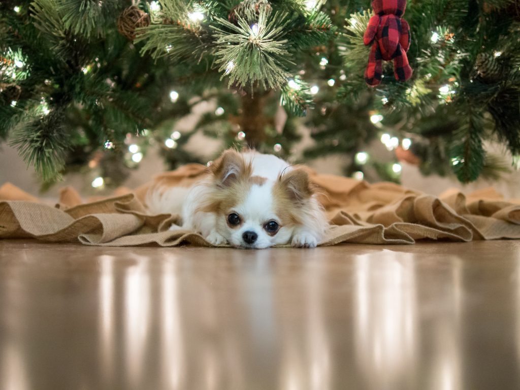 A PET AS A GIFT FOR CHRISTMAS? HOW TO MAKE THE RIGHT CHOICES!