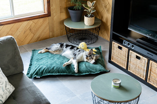 A Complete Buyers’ Guide to Dog Beds