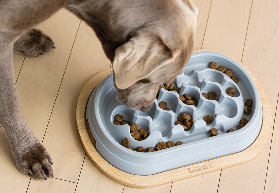 Choosing the Best Dog Bowl for Your Dog