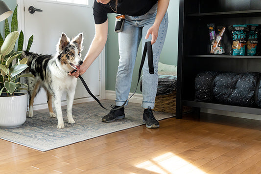 dog with leash and collar inside home