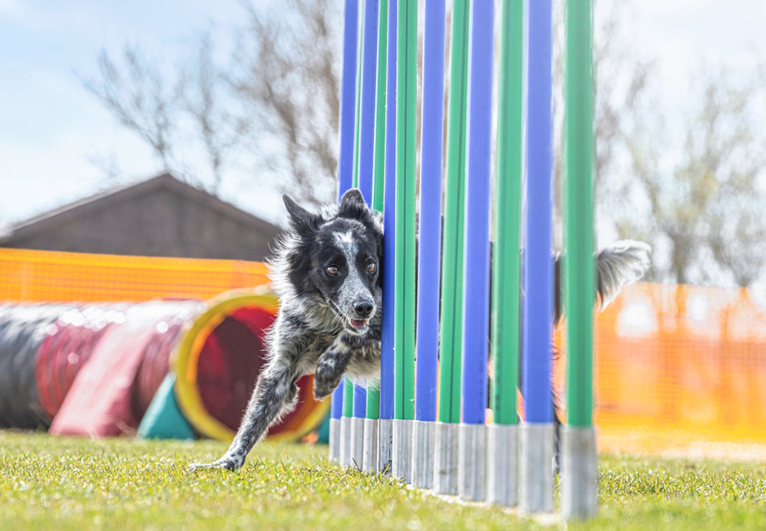 Agility Training: Fun, Fitness & Friendship for Dogs! – BeOneBreed