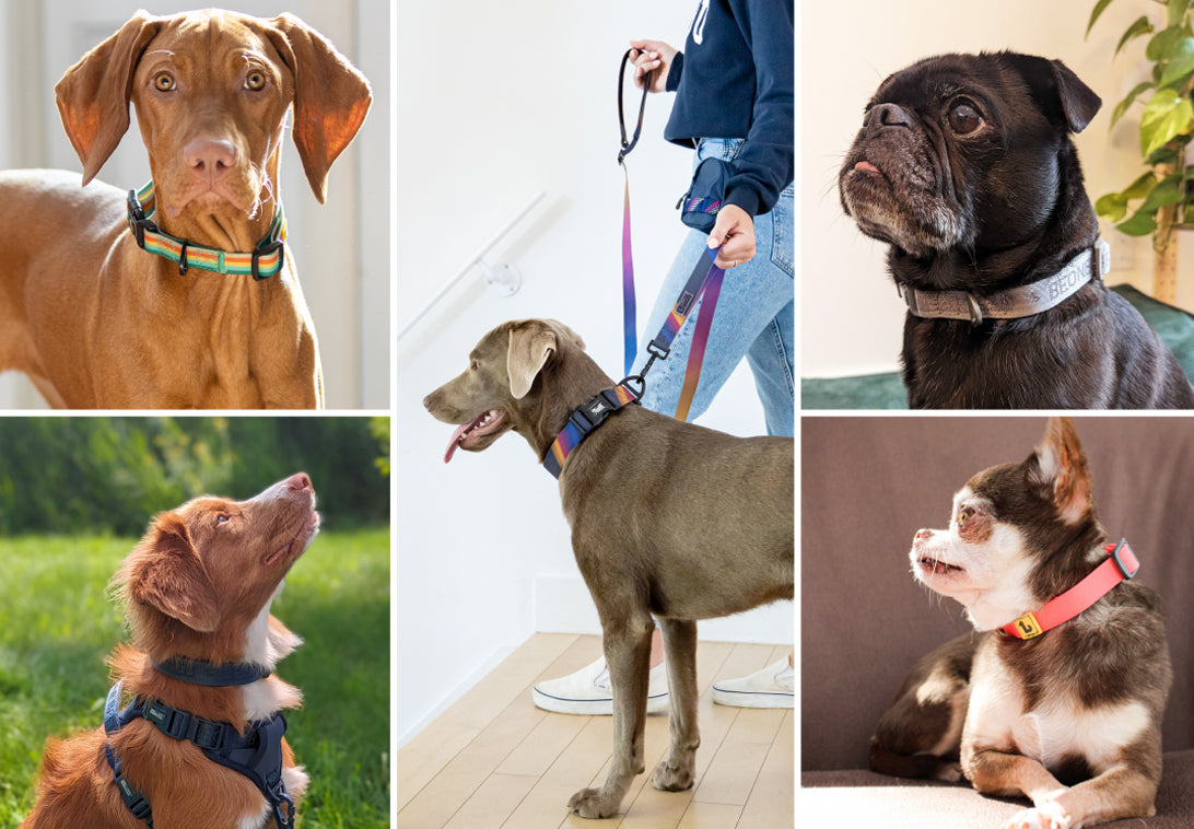 Unlocking the Pros and Cons: Should Your Furry Friend Wear a Collar 24/7?