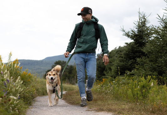 Hands-Free Leashes: Are They Right for You and Your Dog