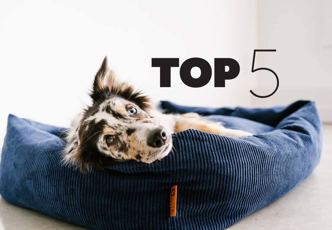 Discover the Top 5 Dog Beds and Their Key Differences!