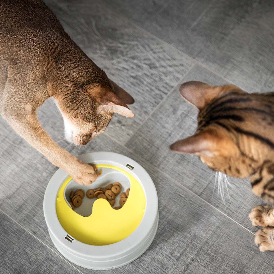 Bols pour chat BeOneBreed : nutrition et divertissement au menu