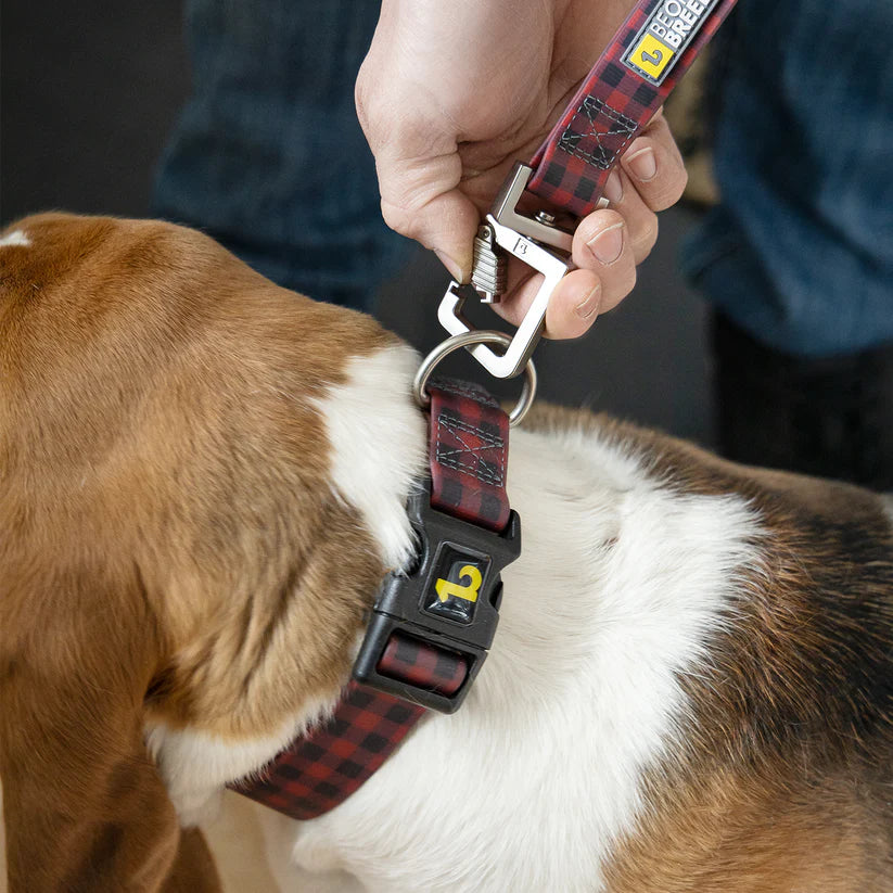 Laisses, colliers et harnais pour chiens: sécurité et style BeOneBreed