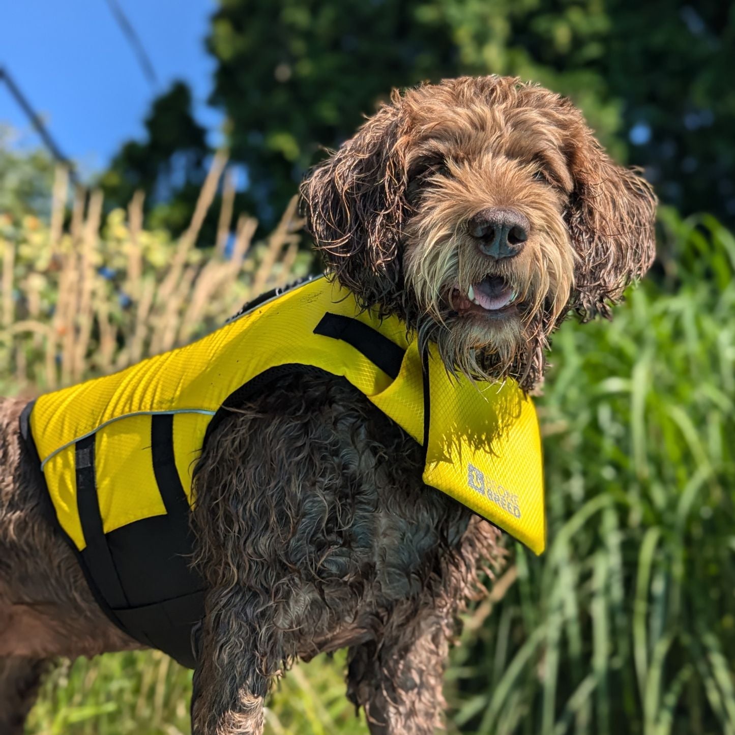 Gilet de sauvetage ajustable pour chien
