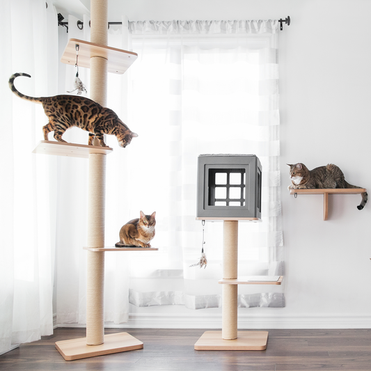 Katt3 accessories top