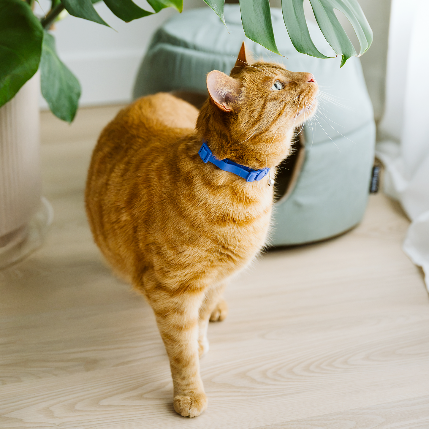 Silicone cat collar with breakaway buckle