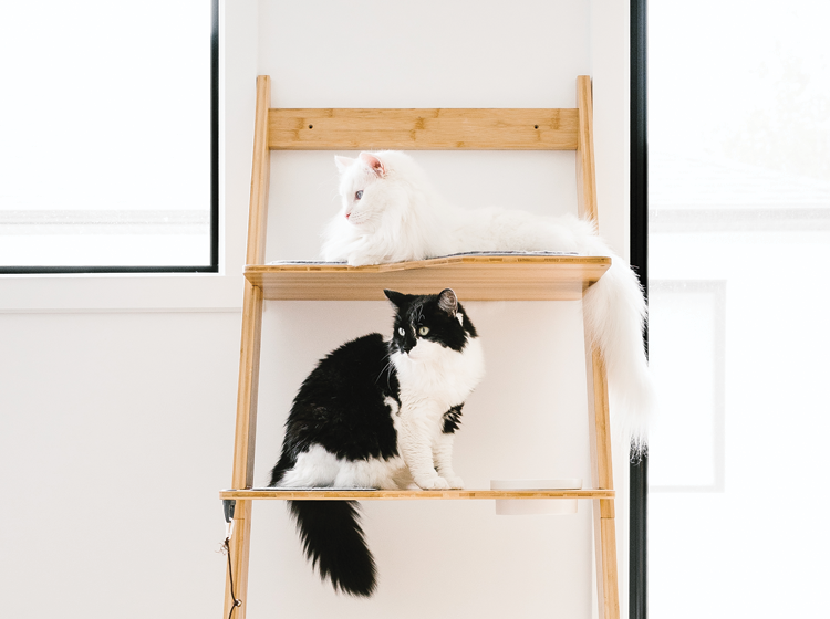 Cat sales on ladder