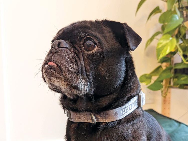 Neoprene collar top