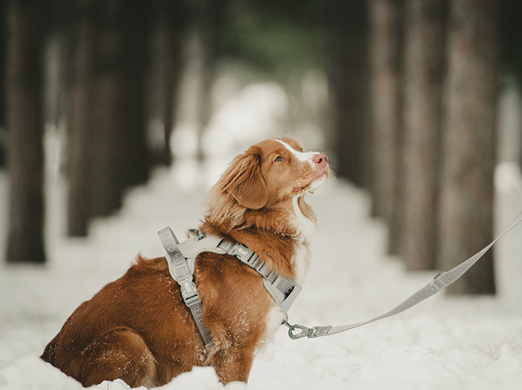 Neoprene and nylon dog harness