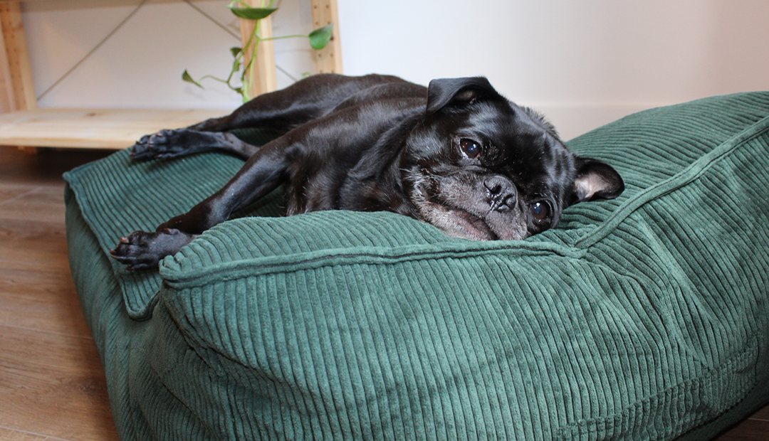 Comment bien laver un lit pour chien – BeOneBreed