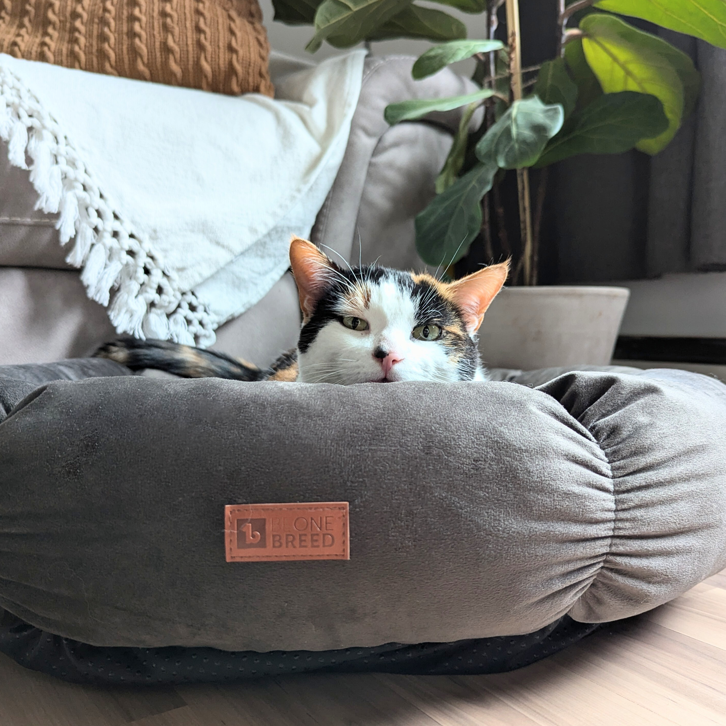 Cozy velvet bed for cat and small dog