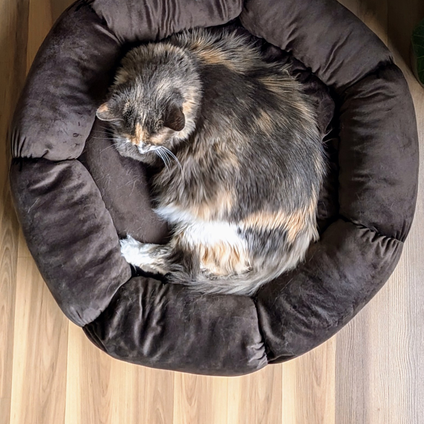 Cozy velvet bed for cat and small dog