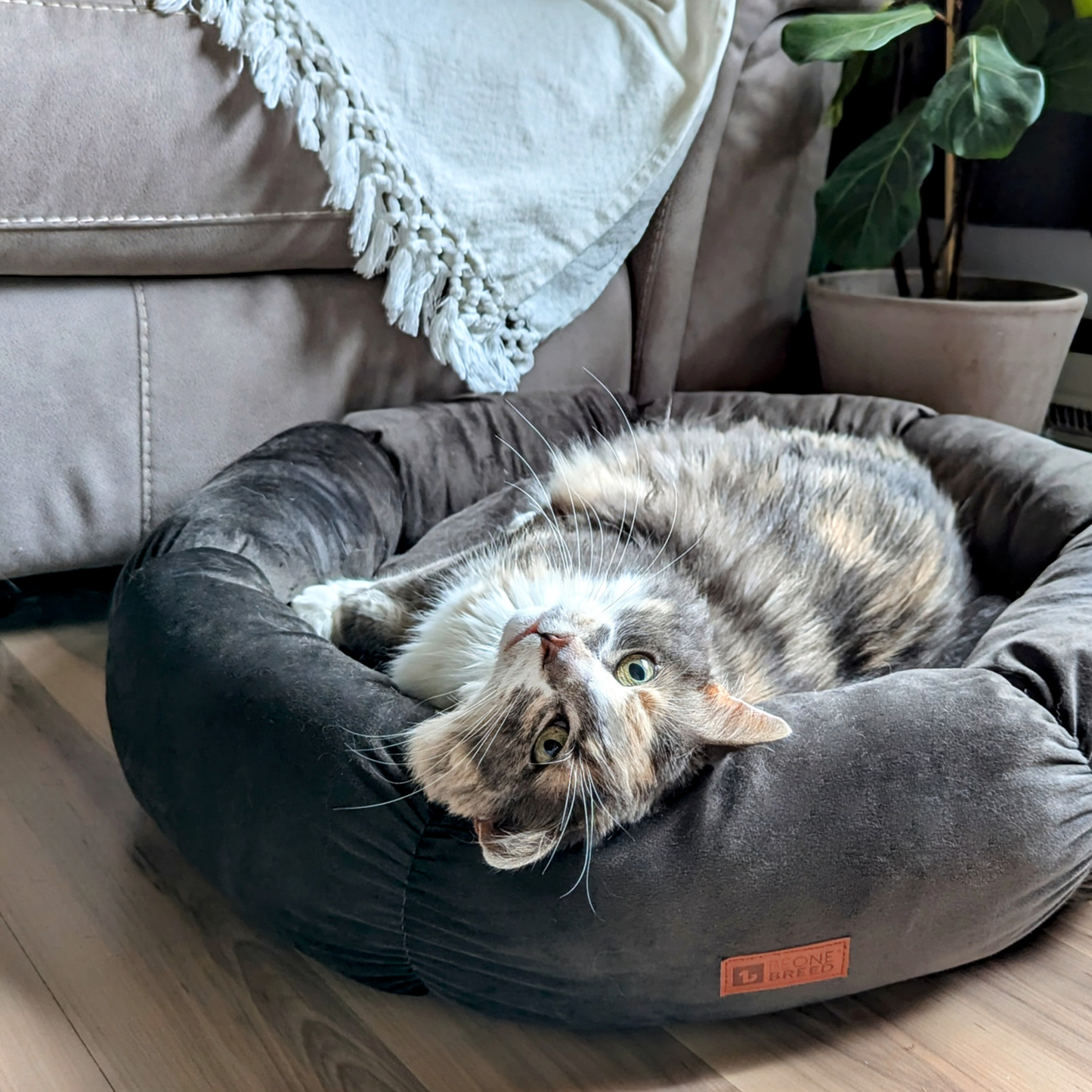 Cozy velvet bed for cat and small dog