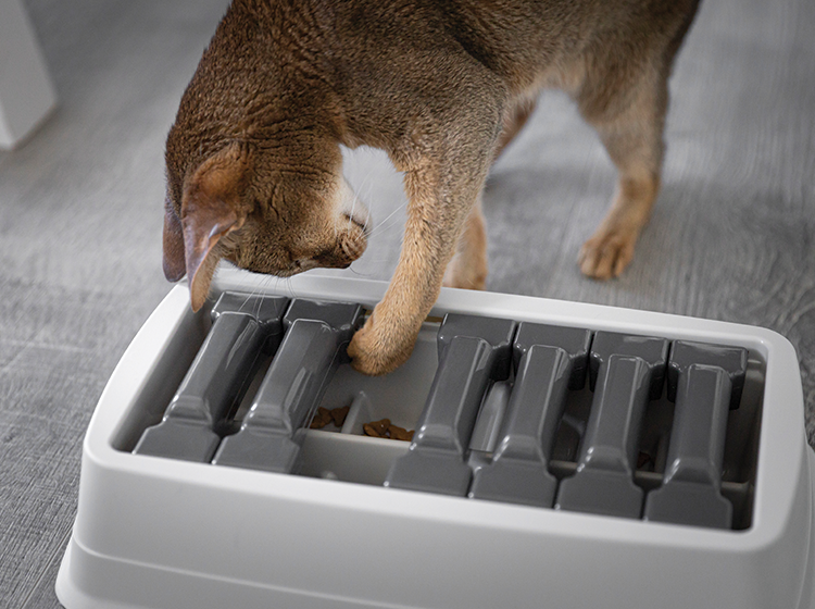 Cat top exercise feeder