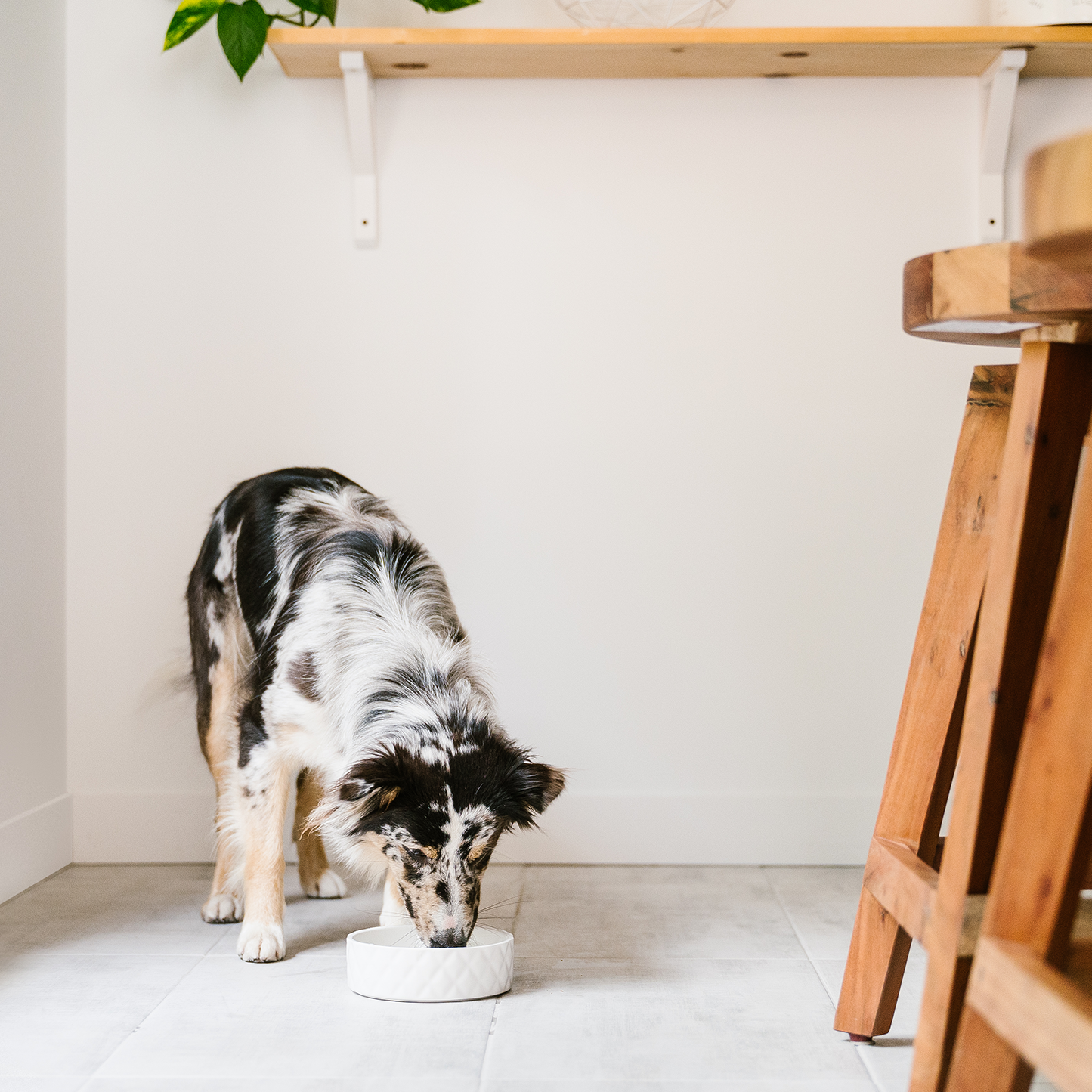 Ceramic bowl for pet, white