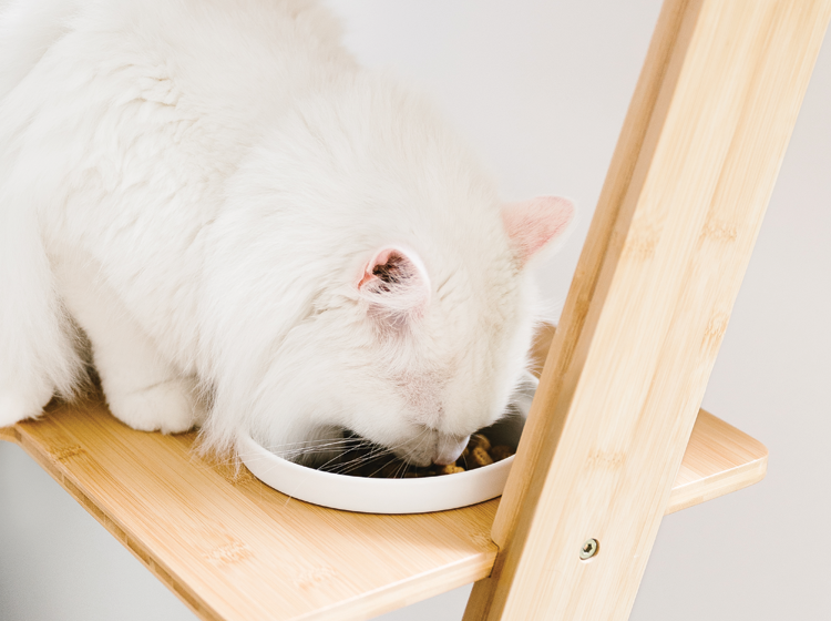 Cat tree hotsell with feeder bowl