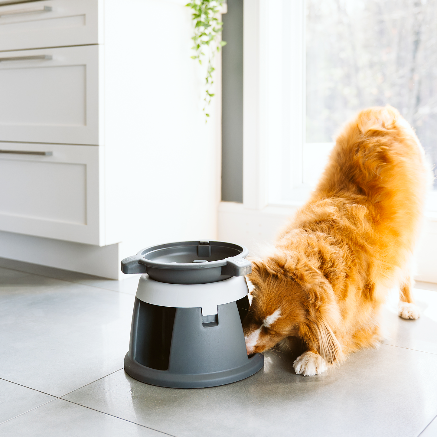 Intellidog interactive dog bowl