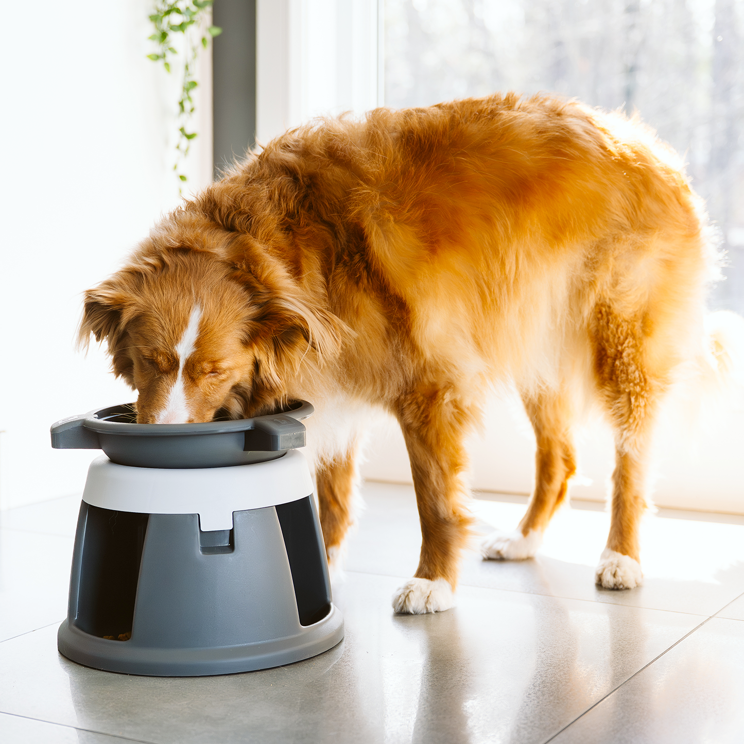Intellidog interactive dog bowl
