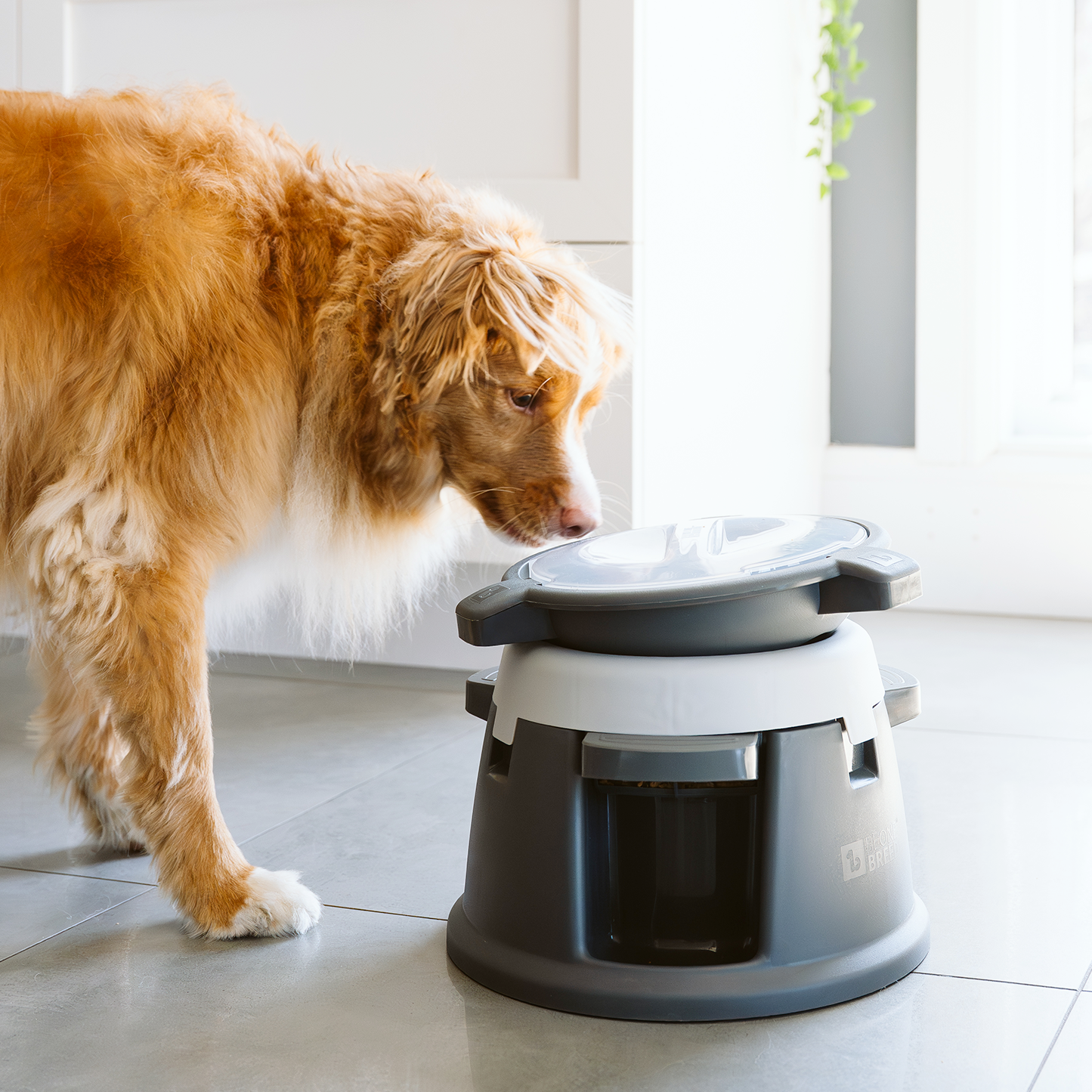 Intellidog interactive dog bowl