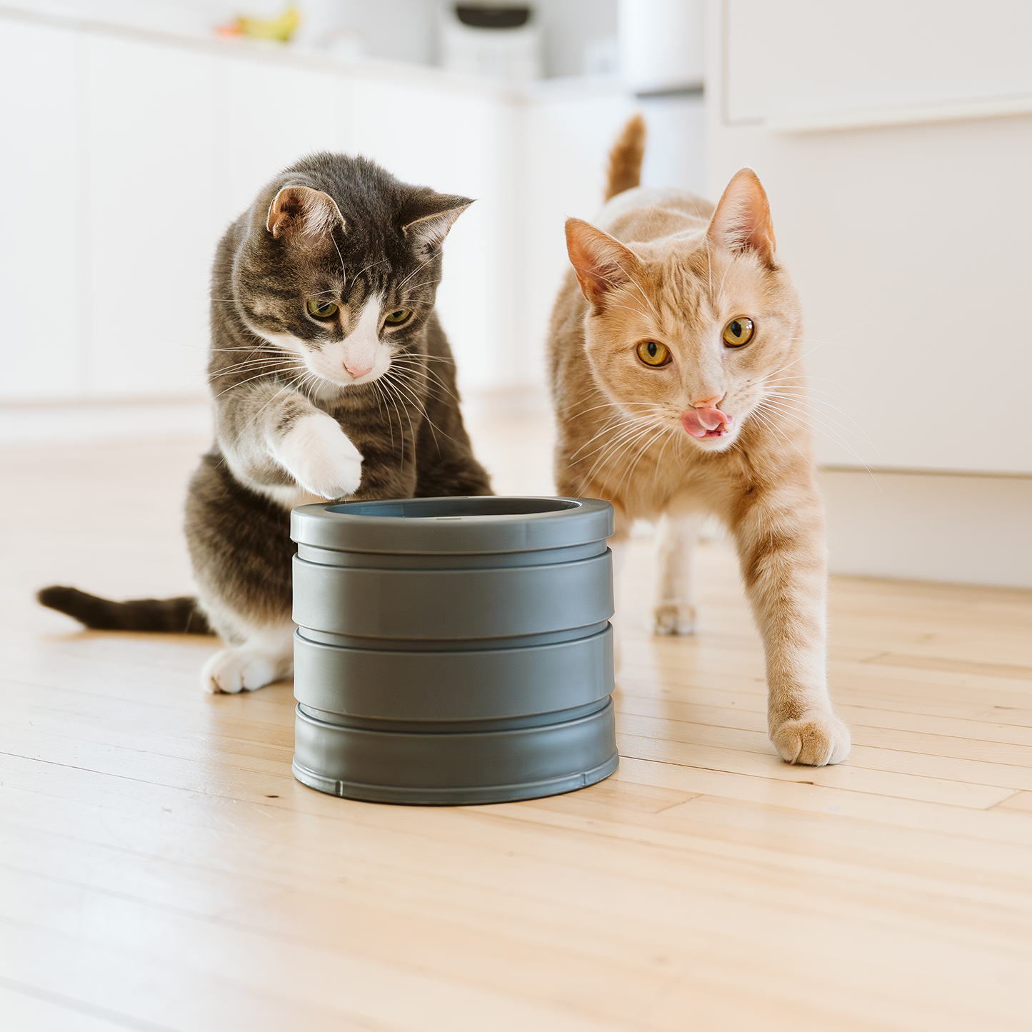  Intellikatt bol interactif primé pour chat