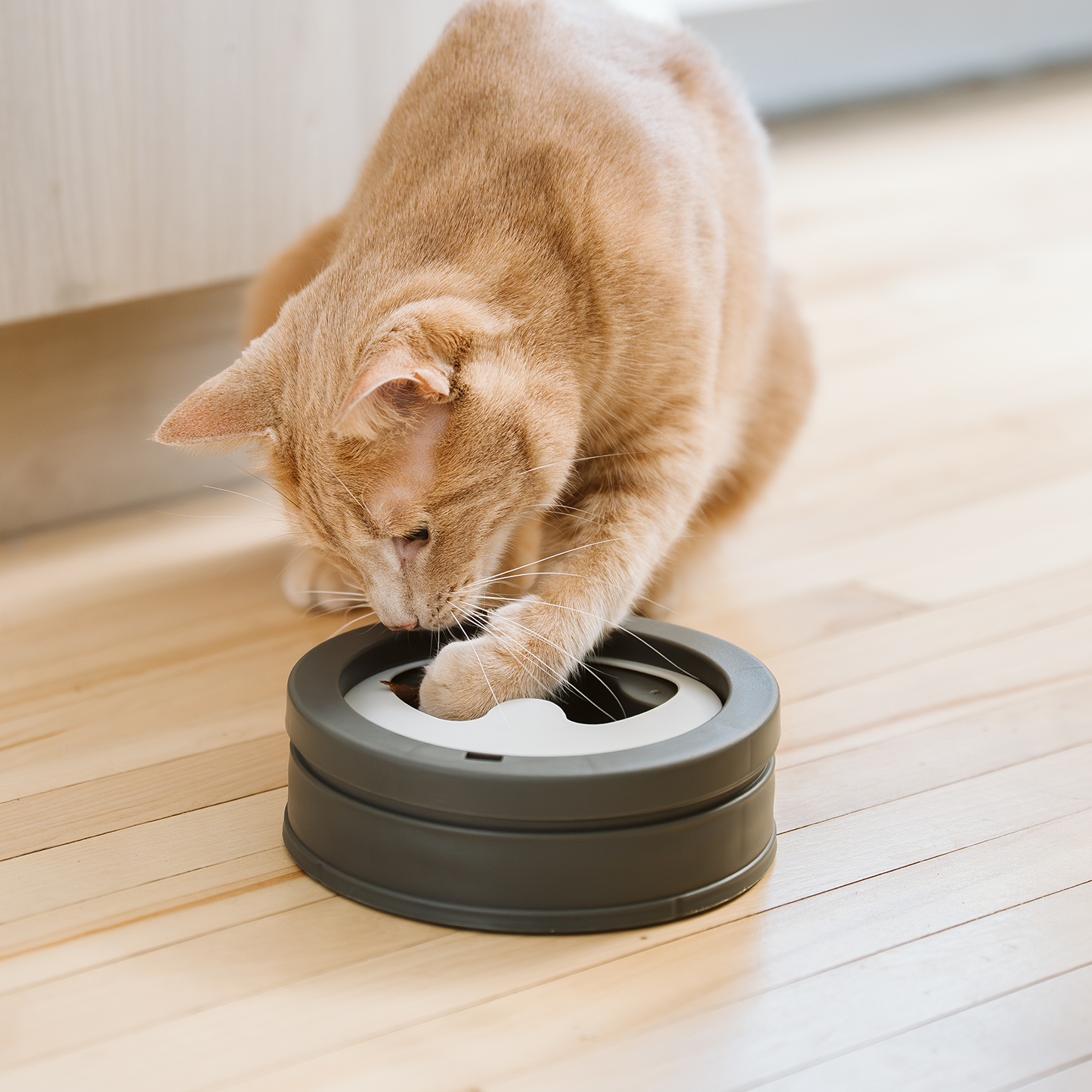  Intellikatt bol interactif primé pour chat