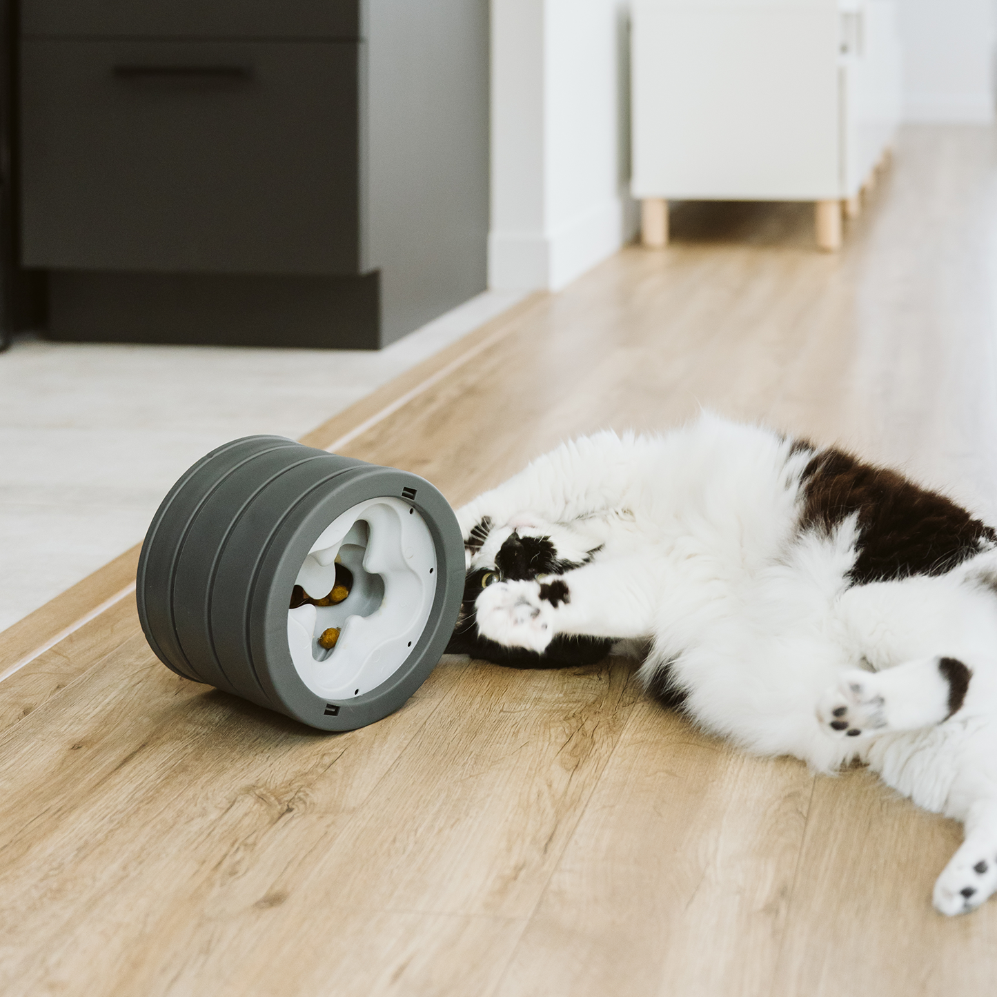  Intellikatt bol interactif primé pour chat