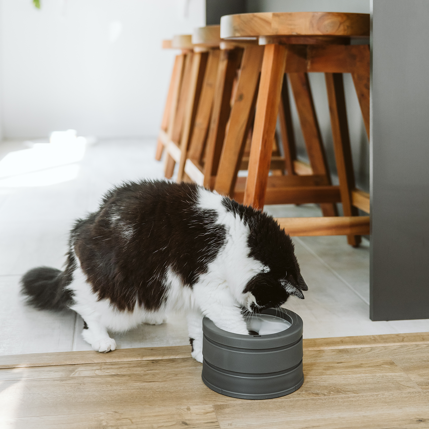  Intellikatt bol interactif primé pour chat