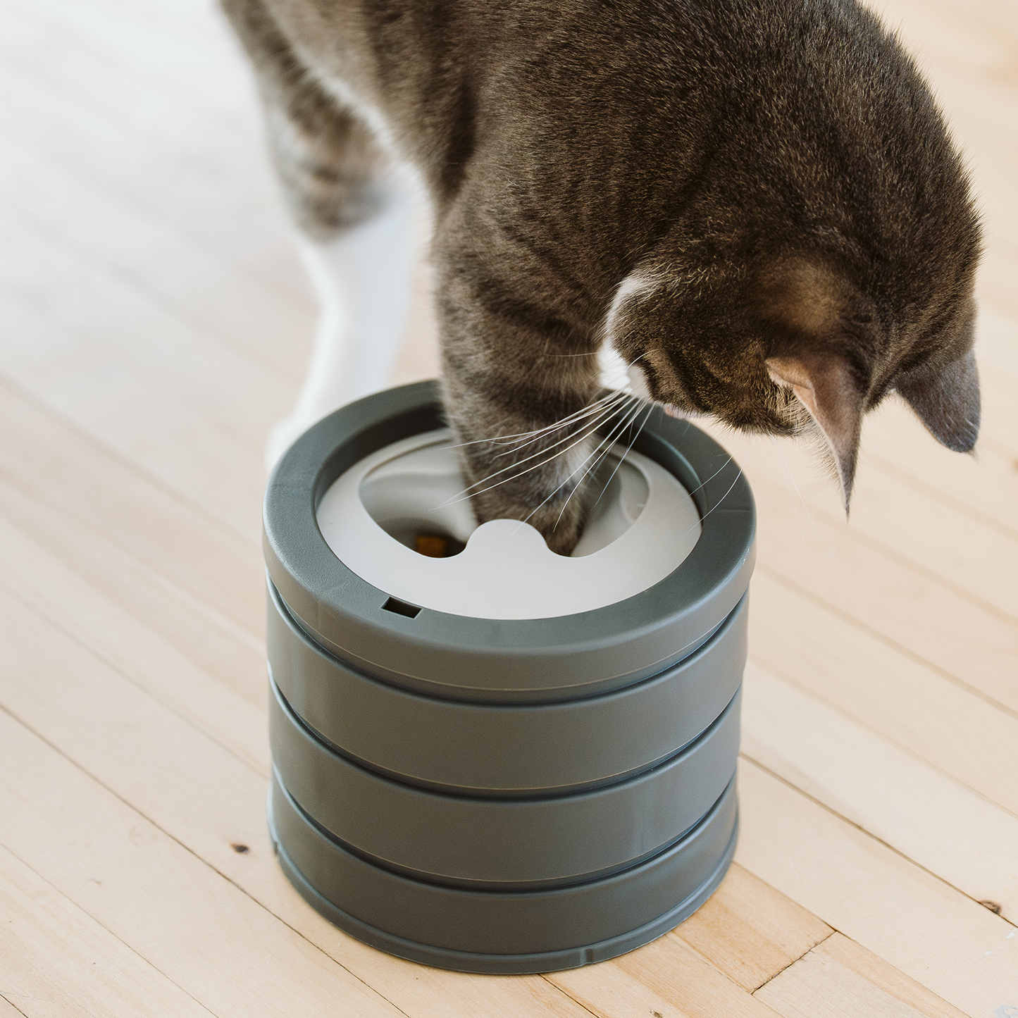  Intellikatt bol interactif primé pour chat