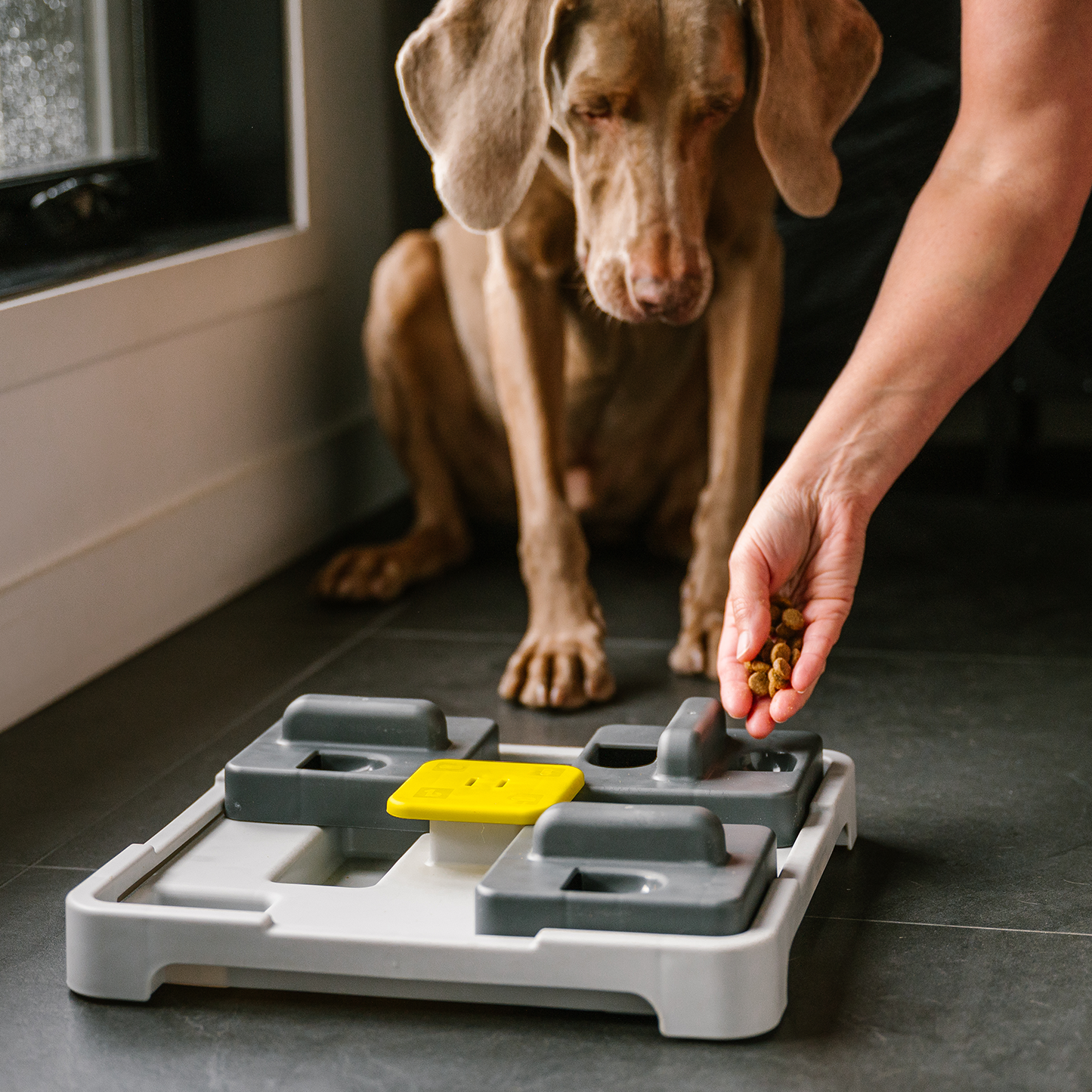Push and find interactive dog Bowl