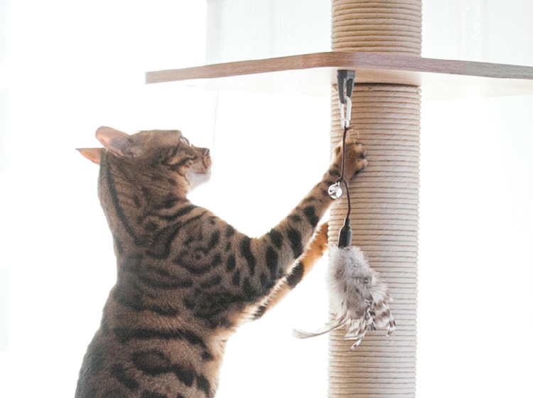 Bengal cat tree hot sale